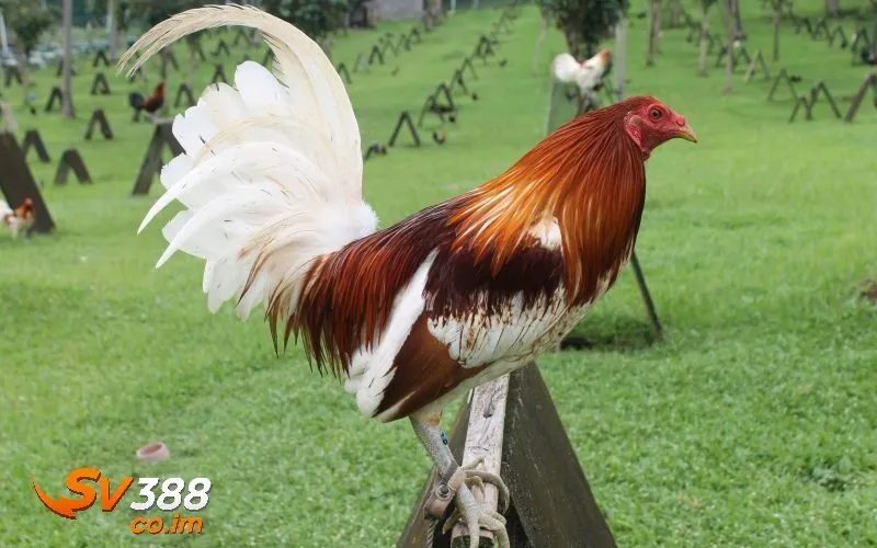 bi quyet chon ga da hay chuan xac tai sv388 Bí quyết chọn gà đá hay chuẩn xác tại sv388