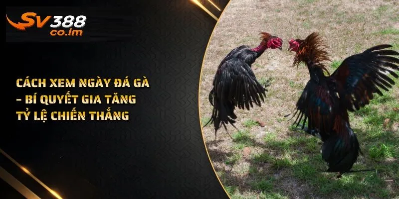 cac phuong phap xem ngay da ga chuan xac nhat Các phương pháp xem ngày đá gà chuẩn xác nhất