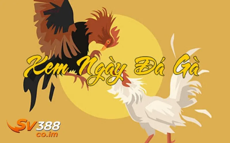 tam quan trong cua xem ngay da ga sv388 trong ca cuoc Tầm quan trọng của xem ngày đá gà sv388 trong cá cược