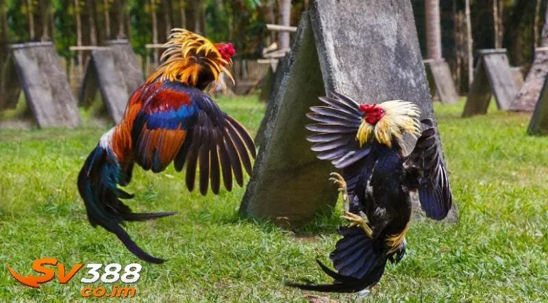 tuyet chieu huan uyen chien ke tu su ke sv388 Tuyệt chiêu huấn luyện chiến kê từ sư kê sv388
